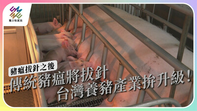 傳統豬瘟將拔針，台灣養豬產業拚升級！