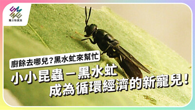 小小昆蟲黑水虻，成為循環經濟的新寵兒【獨立特派員】